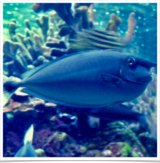 Herbivorous Bluespine Unicornfish (Naso unicornis) - both natural control agent and mobile vector for invasive algae in Hawaiian Marine Reserves.